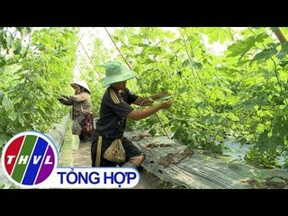 THVL | Nhịp sống đồng bằng: Trên đồng rẫy Tết