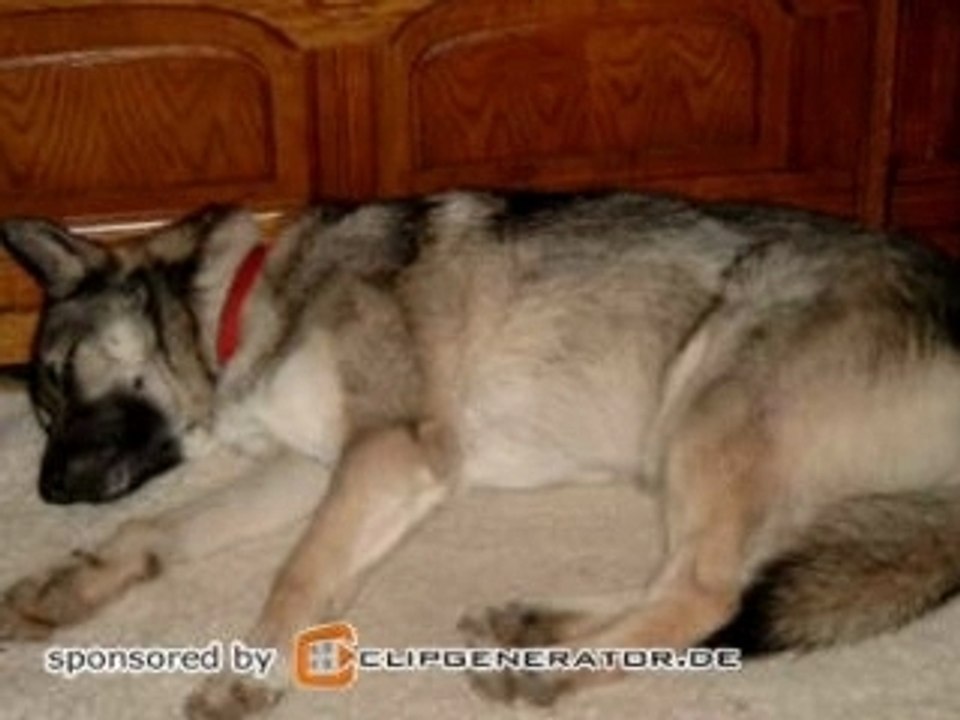 My Dog Arko (Part 2)