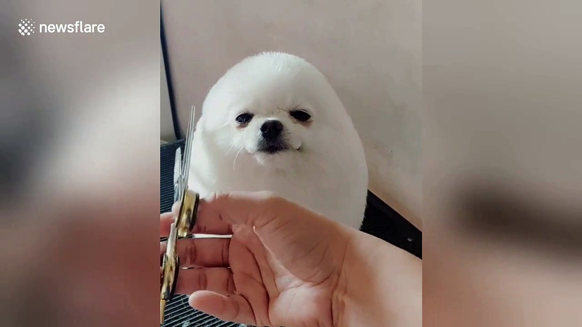 Fluffy puppy pet grooming 2025