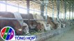 THVL | Sản lượng gia súc, gia cầm đáp ứng nhu cầu tết
