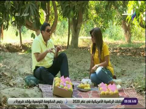 صباح البلد - صاحب إحدى مزارع المانجو يكشف سر شهرة محافظة الاسماعيلية بثمار المانجو