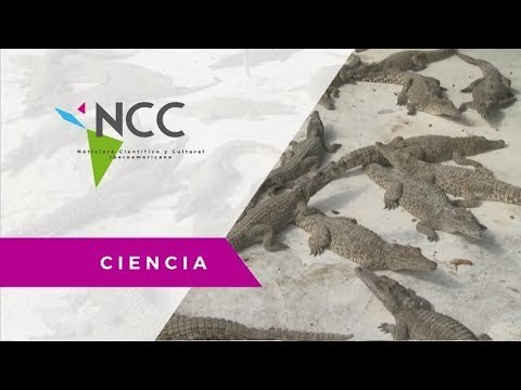 Criadero investiga cómo salvar vidas de últimos cocodrilos