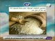 صباح البلد - تصديري الحاصلات الزراعية : مصر بحاجة لاستيراد 500 ألف طن أرز خلال عام