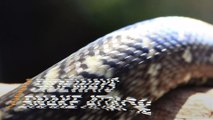 This Creepy New Snake Can Attack Sideways