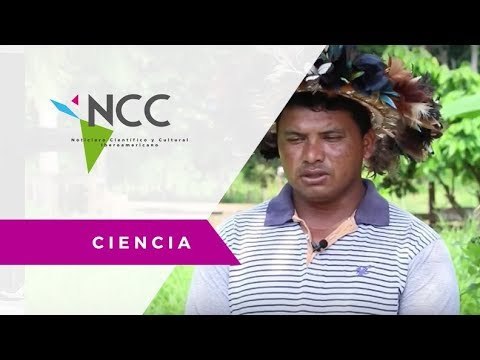 Cooperativa IndÍgena se enfrenta a mafias del Amazonas - BRA - EFE / Ciencia / NCC 27 / 12 02 18