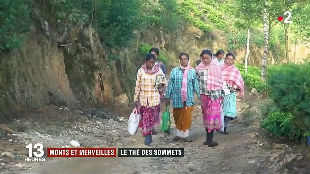 Feuilleton "monts et merveilles" : en Inde, la plus haute plantation de thé au monde (1/5)