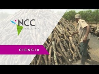 Plaga cambia el giro del negocio de agroindustria a venta de carbón vegetal