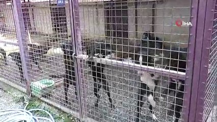 Bodrum'da akıl almaz olay... Sarhoş kadın barınağı basıp köpekleri böyle serbest bıraktı
