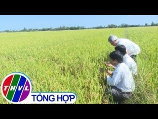 THVL | Người dân trồng lúa ở Hậu Giang lo lắng vì thiếu thương lái thu mua