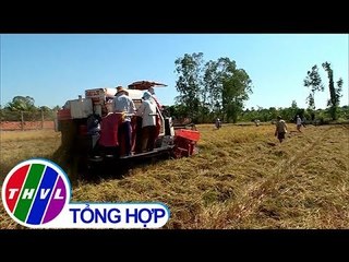 THVL | Mở đồng thu hoạch lúa Đông Xuân chính vụ