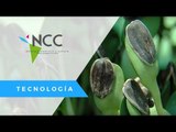 Estudiantes comercializan Microgreens, germinado con 40 veces más nutrientes que los vegetales.