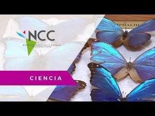 Siete mil especies de insectos en el Museo de la Esalq