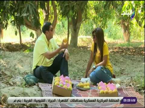صباح البلد - صاحب إحدى مزارع المانجو : الاسماعيلية بها 90 ألف فدان مانجو تنتج 200 ألف طن