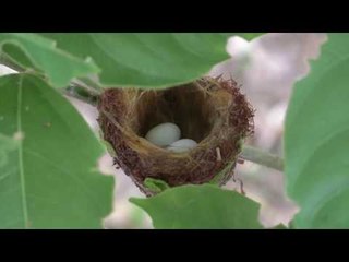 Planta de 280 millones de años sobrevive en Veracruz