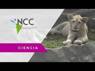 Leoncitos blancos a buen resguardo