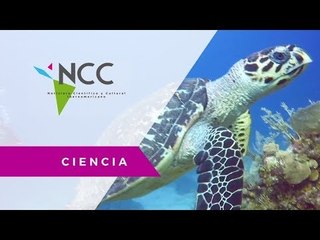 Patrimonio de la Humanidad: recuperan segunda barrera de coral más grande del mundo