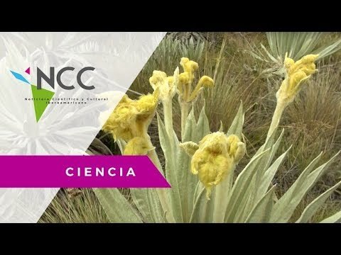 El cambio climático se deja ver en las plantas de los páramos