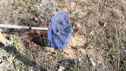 Tellere takılan gelincik vatandaşların yardımıyla kurtarıldı - SAMSUN