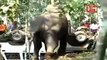 Temple Festival elephant attack in India/Kerala