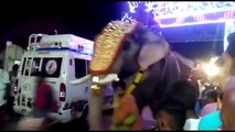 Elephant attack in India/Kerala Temple Festival