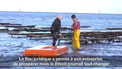 Brexit: la complainte d'un ostréiculteur nord-irlandais