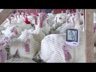 FES Cuautitlán de la UNAM cría pavos con altos estándares de calidad