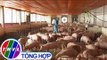 THVL | Người chăn nuôi lao đao vì tin đồn dịch tả lợn châu Phi