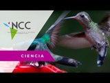 Colibríes, buenos deseos para el ambiente