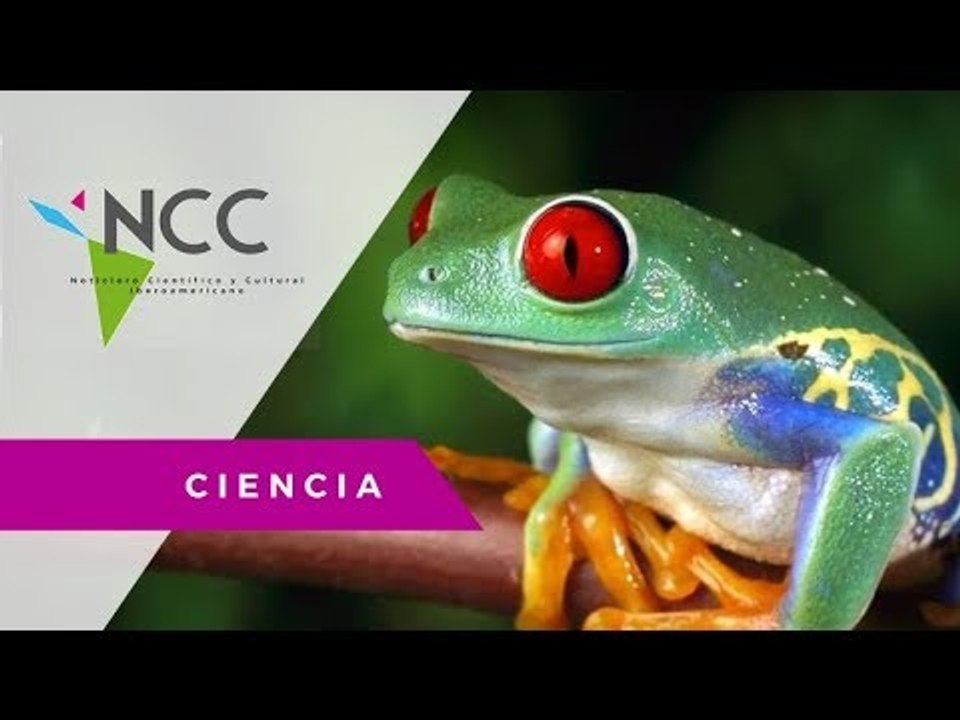 De la piel de rana, un antibiótico natural