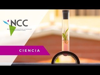 Orquídeas y empleos salvados por la tecnología