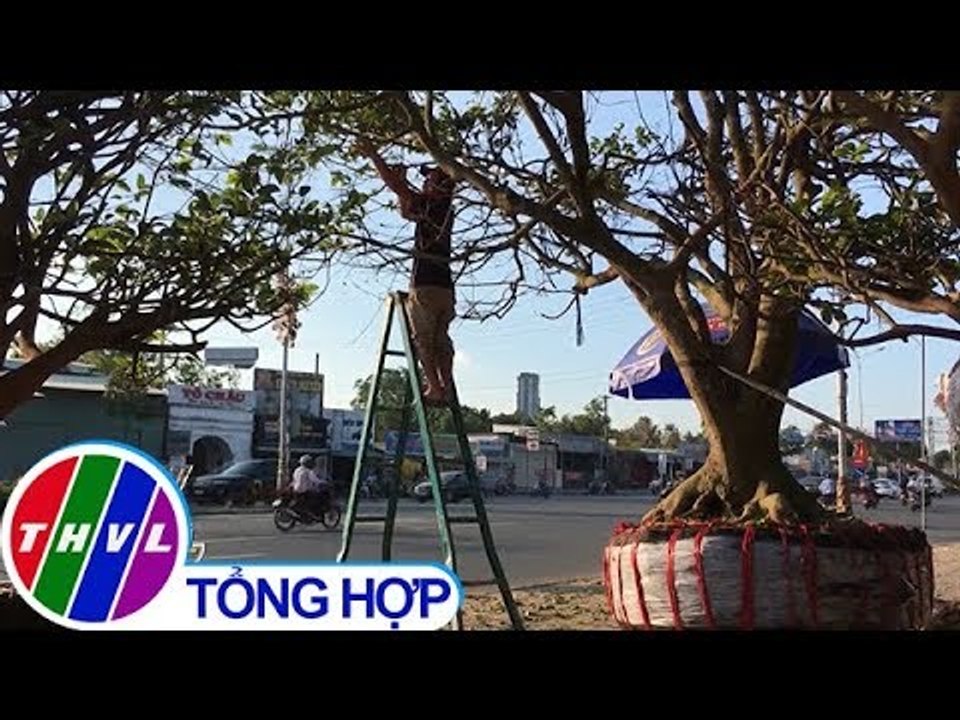 THVL | Cận cảnh cây mai vàng được rao bán hơn 3 tỷ đồng ở Cần Thơ