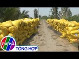 THVL | Nông dân khốn đốn vì doanh nghiệp mua lúa “bẻ kèo”