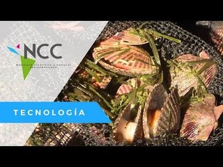 Perú, potencia mundial en el cultivo de “conchas abanico”
