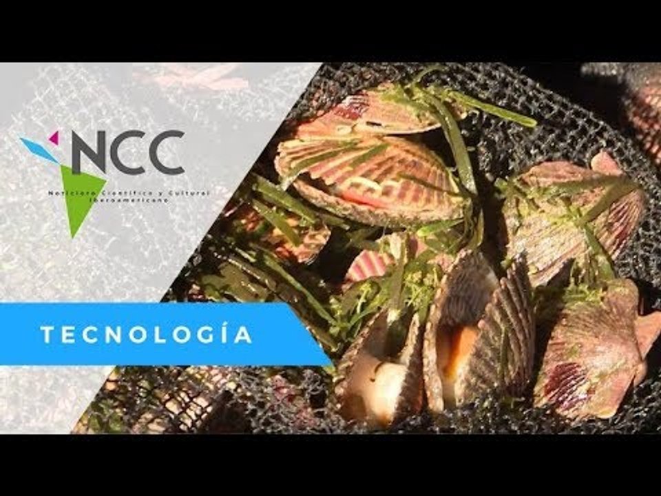 Perú, potencia mundial en el cultivo de “conchas abanico”