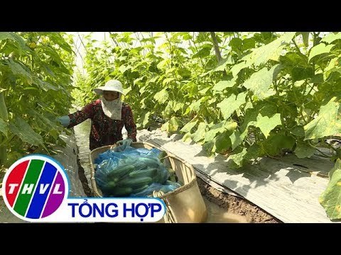 THVL | Nông nghiệp bền vững: Sản xuất dưa leo an toàn, tiết kiệm