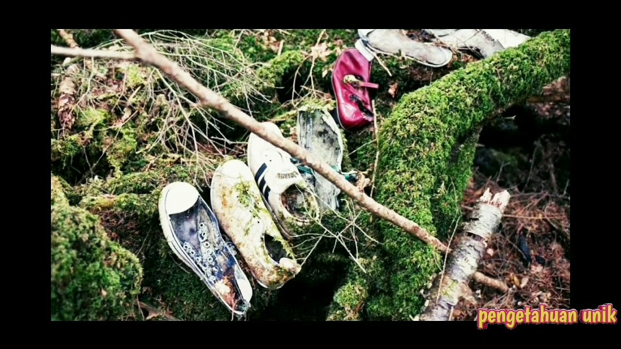 Seram Cerita singkat tentang hutan aokigahara