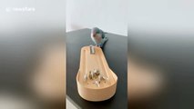Well-trained parrot shows off incredible skills using tiny tools