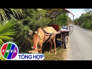 THVL | Va chạm giữa xe ngựa và người đi bộ ở Tiền Giang, 1 người nhập viện