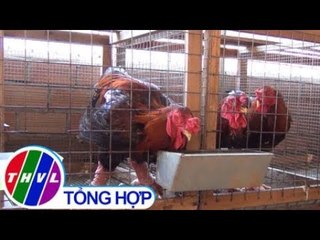 THVL | Gà Đông Tảo giá 4 triệu đồng/con vẫn hút hàng