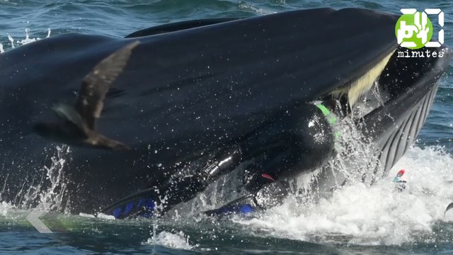 Il s'est presque fait avaler par une baleine ! - Le Rewind du Lundi 11 Mars 2019