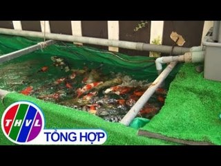 THVL | Nhiều người mua cá Koi để phóng sinh dịp cúng ông Táo