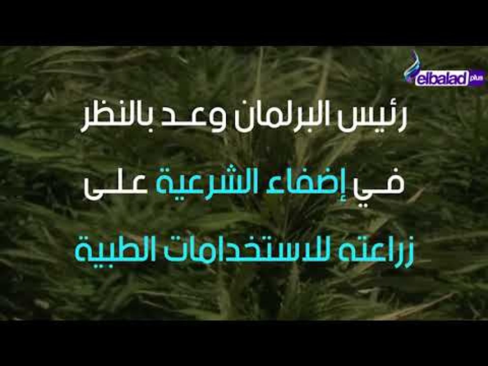 تقنين زراعة الحشيش في لبنان!!