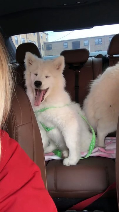 Pooch Sneezes to the Beat