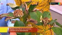 bd-plantas-110319