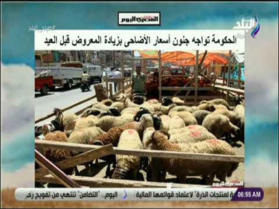 صباح البلد - الحكومة تواجه جنون أسعار الأضاحى بزيادة المعروض قبل العيد