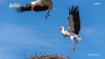 Wildlife Photographer Captures Female Stork Defending Nest From Another Stork