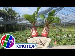 THVL | Độc đáo củ cải "hồng phát” chưng tết ở Bến Tre