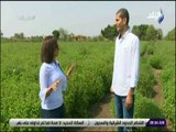صباح البلد - شعبان طه : قرية منشية ابو مليح تعمل بزراعة النباتات الطبية والعطرية منذ أكثر من 50 عام