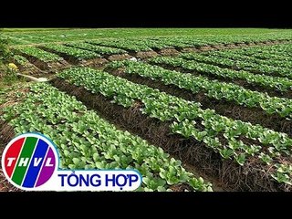 THVL | Bản tin trưa (17/02/2019)