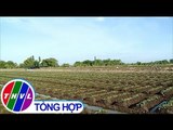 THVL | Giải pháp phát triển bền vững nghề trồng khoai lang